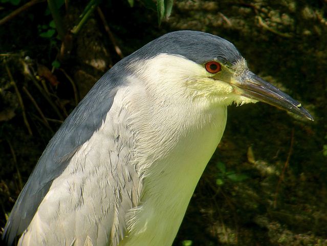 Black-crowned Night-Heron Black-crowned Night-Heron