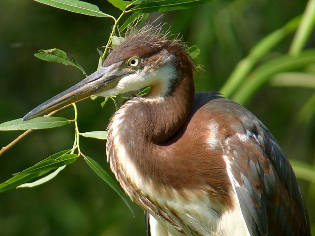 juvenile Tricolored Heron juvenile Tricolored Heron