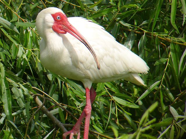 White Ibis White Ibis