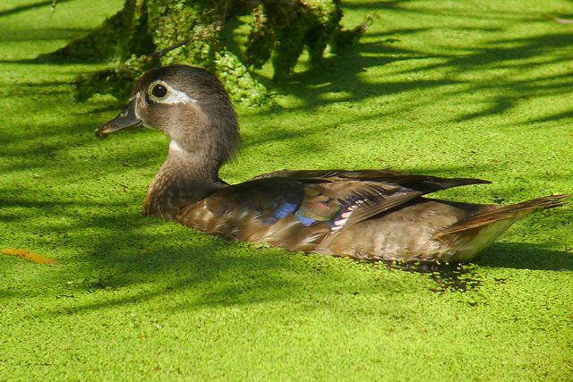 female Wood Duck female Wood Duck