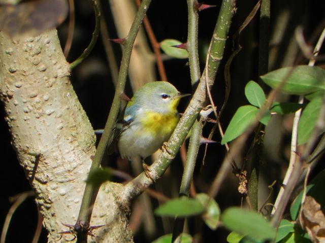 Northern Parula