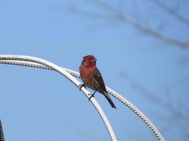 House Finch