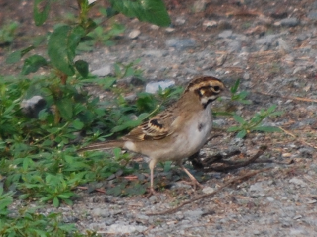 Lark Sparrow Lark Sparrow