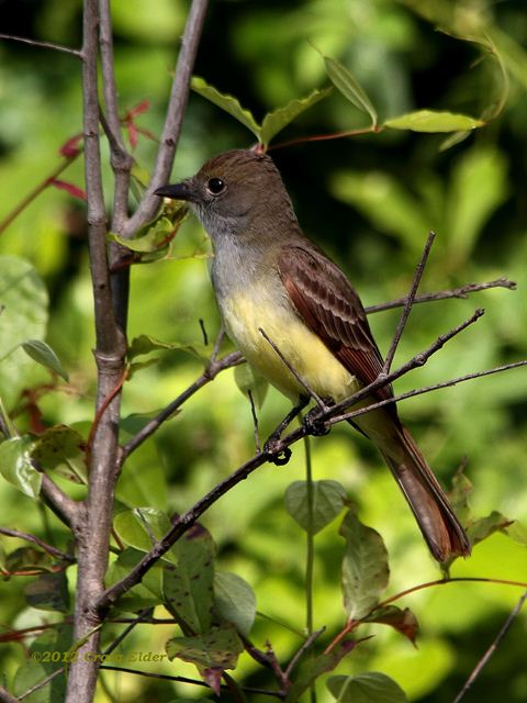 Great Crested Flycatcher Great Crested Flycatcher
