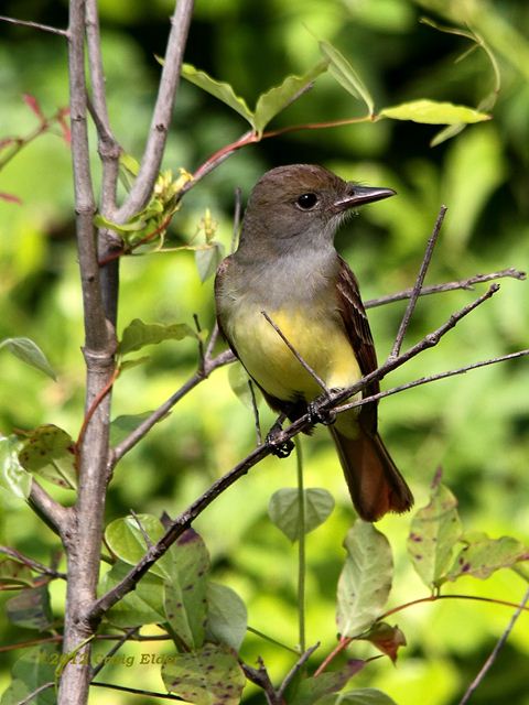 Great Crested Flycatcher Great Crested Flycatcher