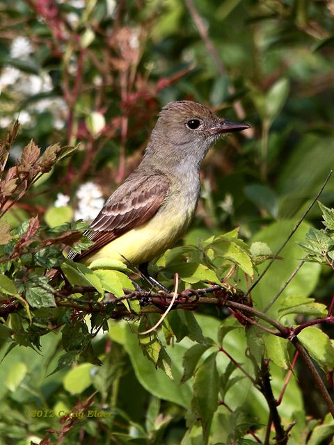 Great Crested Flycatcher Great Crested Flycatcher