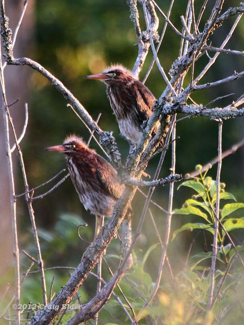 Green Heron Green Heron