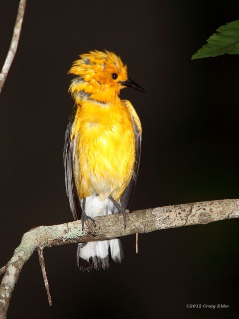 Prothonotary Warbler Prothonotary Warbler