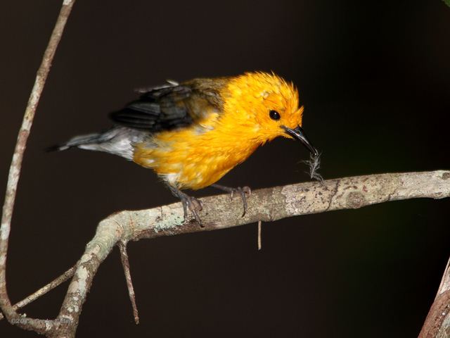 Prothonotary Warbler Prothonotary Warbler
