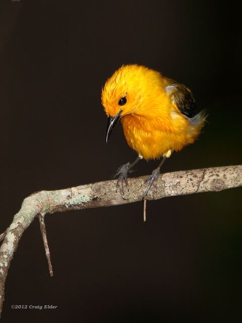 Prothonotary Warbler