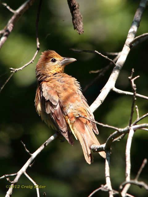 female Summer Tanager female Summer Tanager