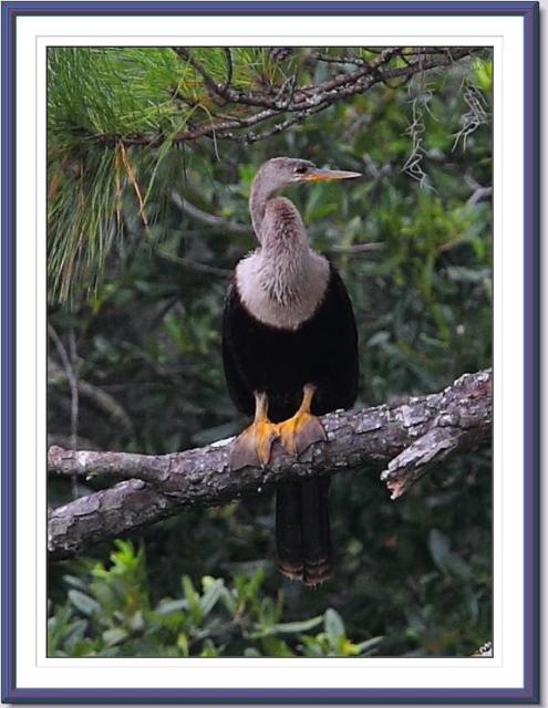 Anhinga