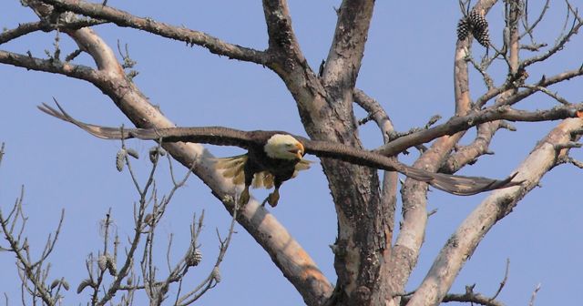 Bald Eagle Bald Eagle