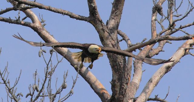 Bald Eagle