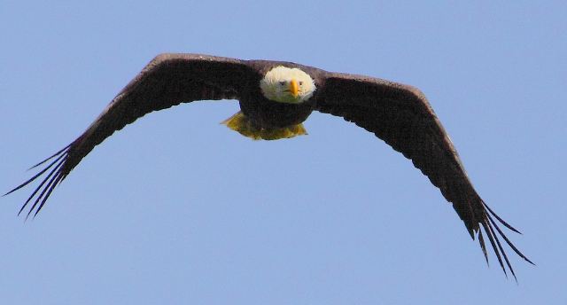 Bald Eagle Bald Eagle