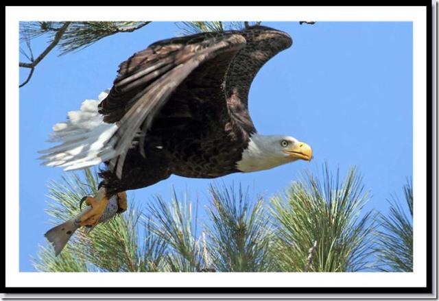 Bald Eagles