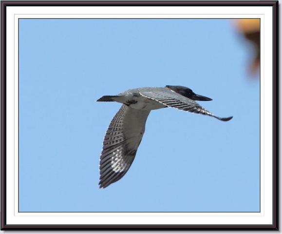 Belted Kingfisher Belted Kingfisher