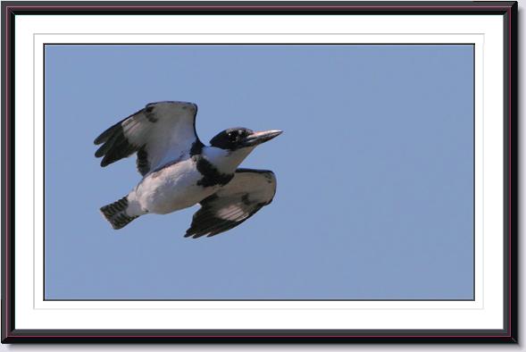 Belted Kingfisher Belted Kingfisher