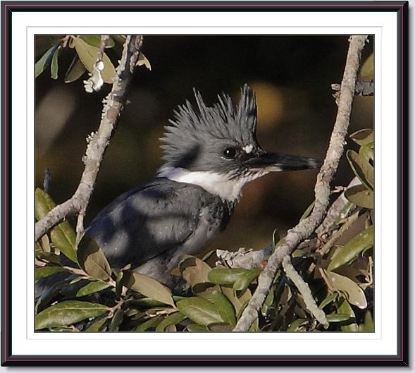 Belted Kingfisher Belted Kingfisher