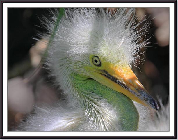 Pictures Of Great Egret - Free Great Egret pictures 