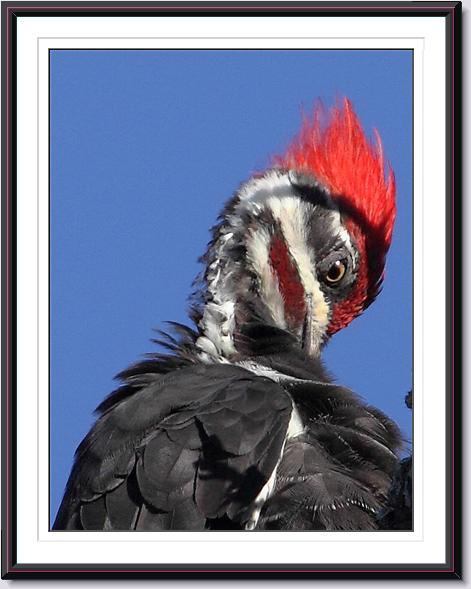 Pileated Woodpecker Pileated Woodpecker