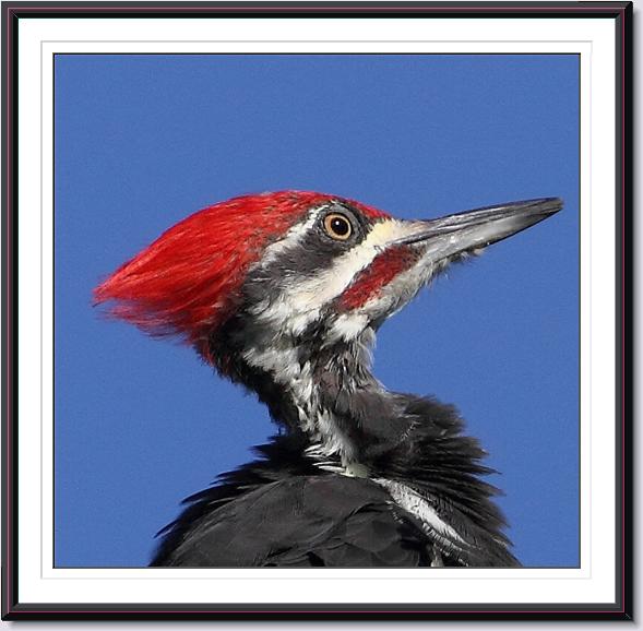 Pileated Woodpecker Pileated Woodpecker