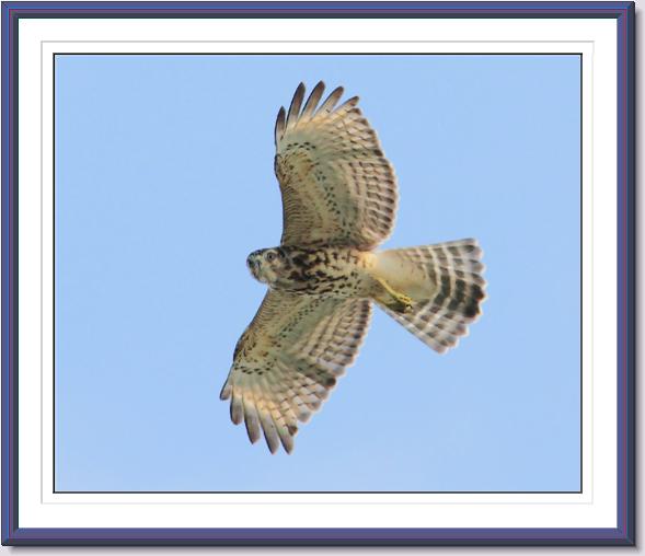 Red-shouldered Hawk