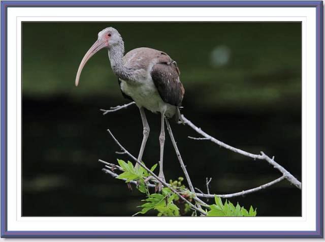 White Ibis