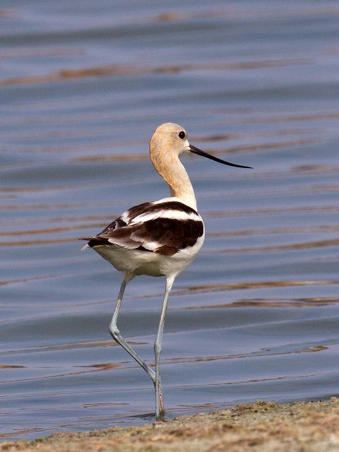 American Avocets