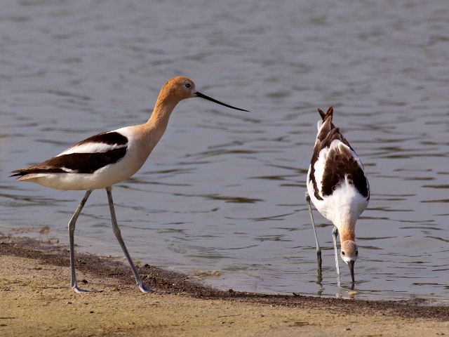 American Avocets