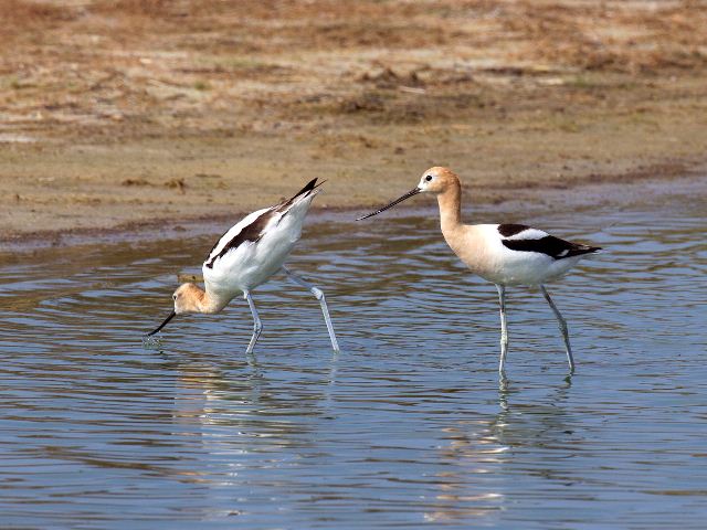 American Avocets