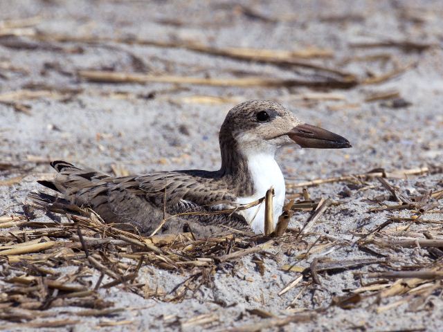 Black Skimmer Black Skimmer