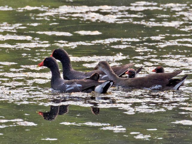 Common Gallinules