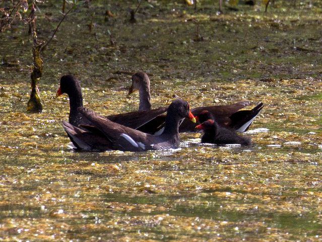 Common Gallinules