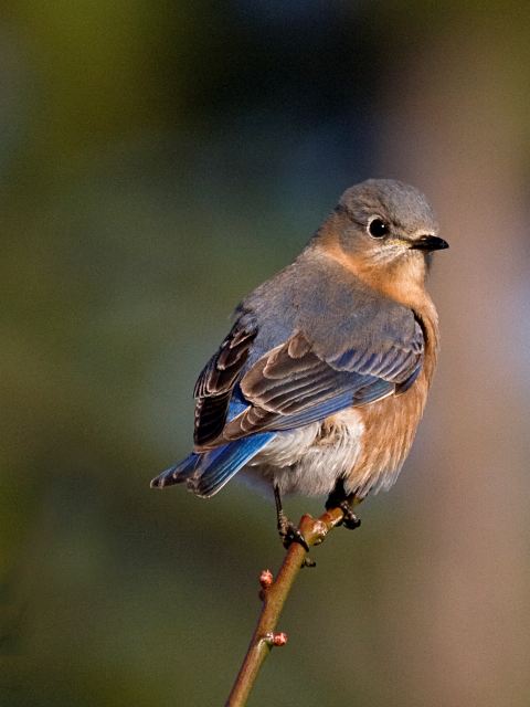 Eastern Bluebirds