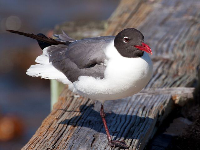 Laughing Gull Laughing Gull