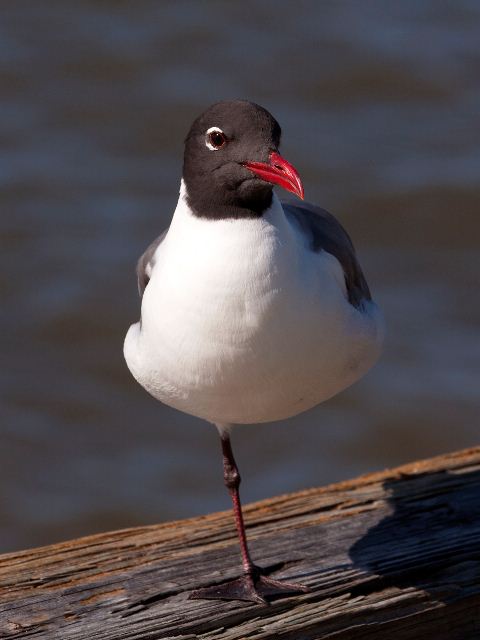 Laughing Gull Laughing Gull