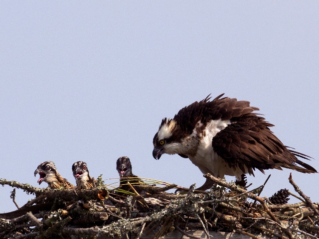 Osprey