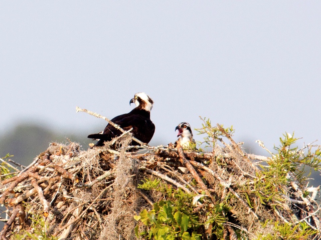 Osprey
