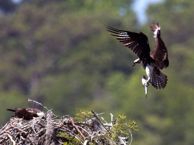 Osprey