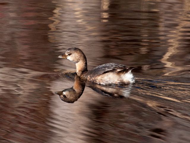 Pied-billed Grebe Pied-billed Grebe