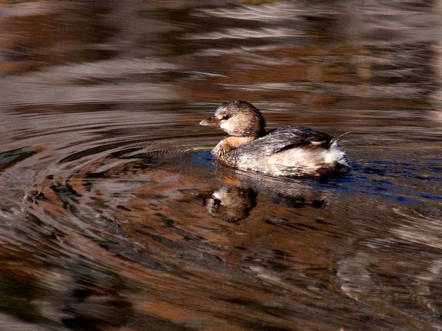 Pied-billed Grebe Pied-billed Grebe