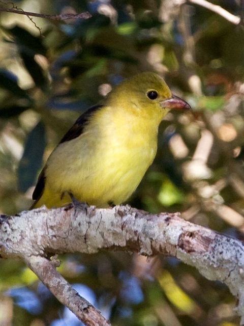 Scarlet Tanager Scarlet Tanager