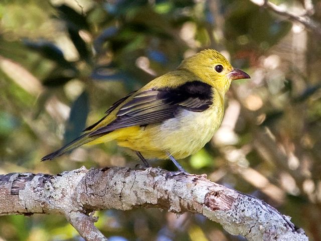 Scarlet Tanager Scarlet Tanager
