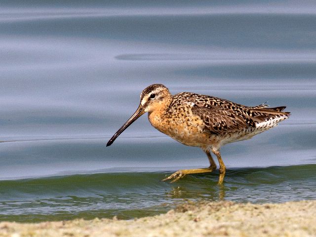 Short-billed Dowitcher Short-billed Dowitcher
