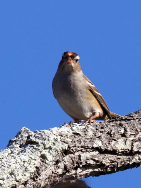 White-crowned Sparrow