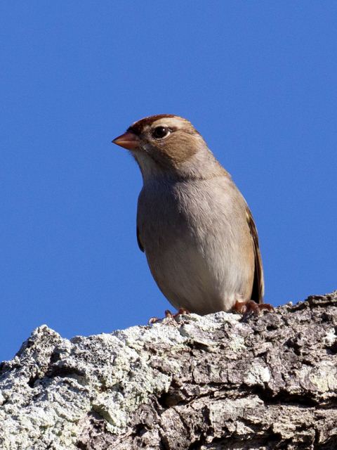 White-crowned Sparrow