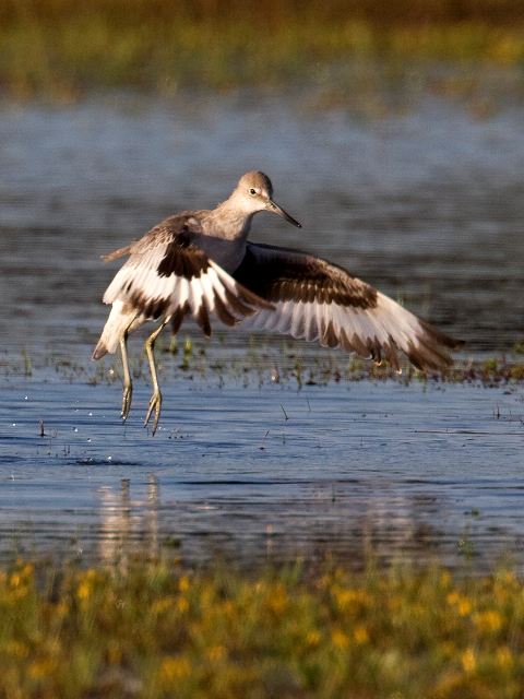 Willet