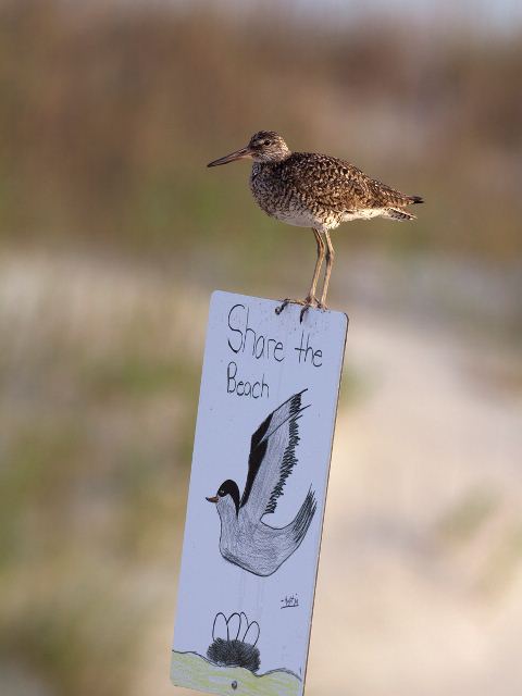 Willet