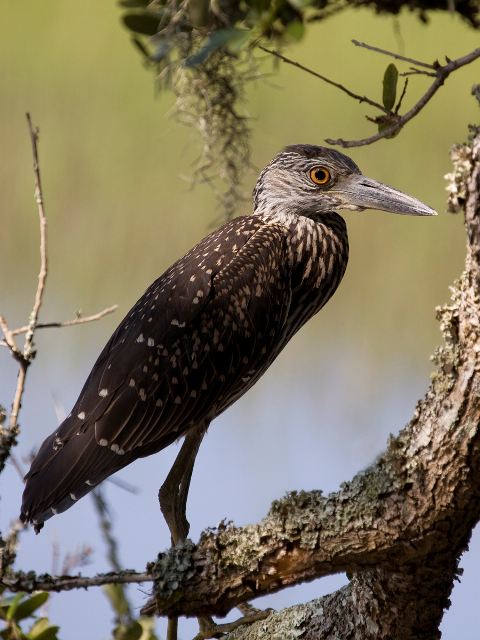 Yellow-crowned Night-Heron